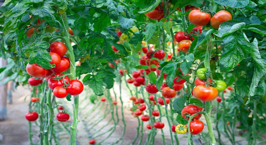 Harvesting From the Water – Greenhouse Gardening Tips