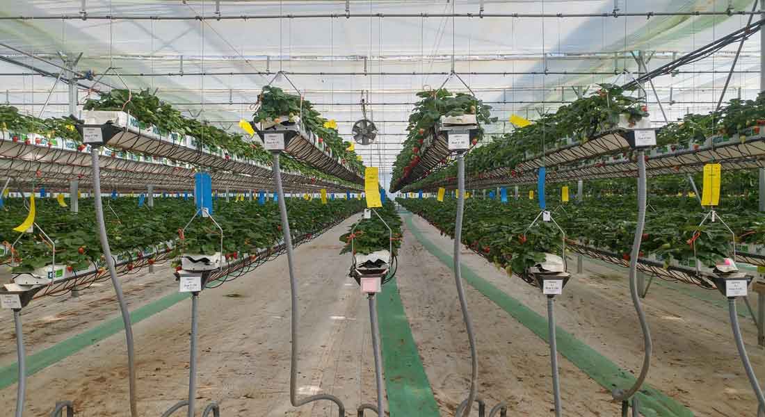 Essential Commercial Greenhouse Equipment – Greenhouse Gardening Tips